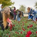 Over 1,000 volunteers place Christmas garlands at Central Texas State Veterans Cemetery