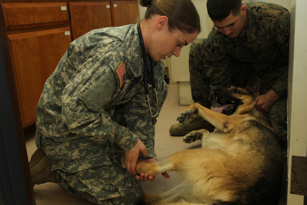 DVIDS - News - Veterinary facility provides additional care to Combat ...