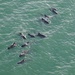 Pilot whales
