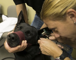 Joint Base Charleston Veterinary Treatment Facility offers services to military and retirees