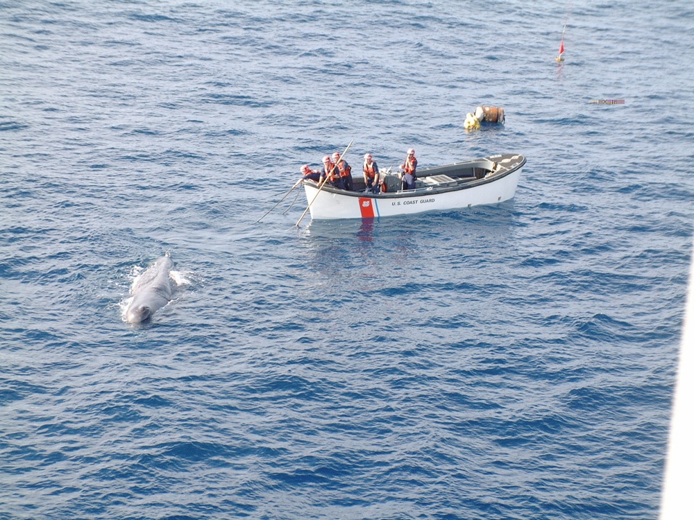 SPERM WHALE RELEASE
