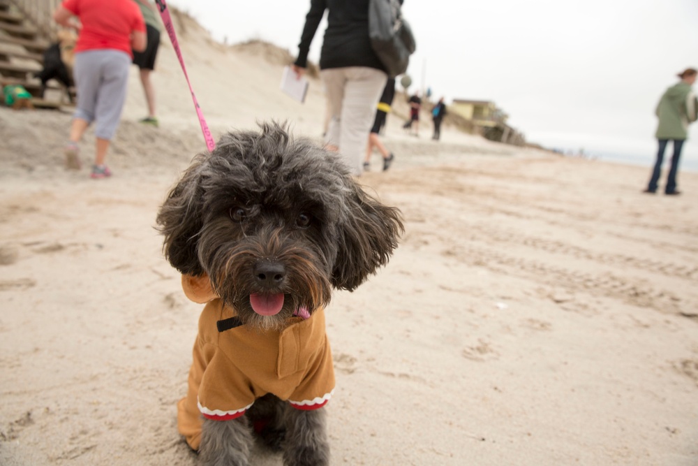 Doggy Dash draws pooches for beachside run