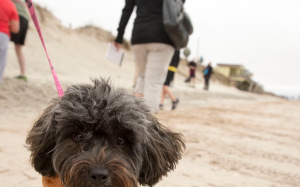 Doggy Dash draws pooches for beachside run