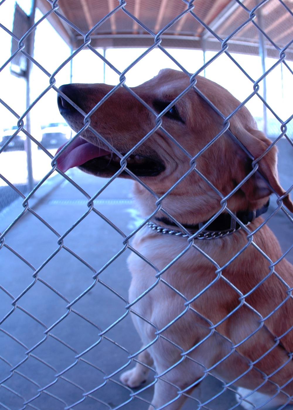 THEY PAY ME FOR THIS?