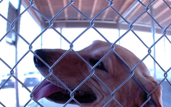 THEY PAY ME FOR THIS?