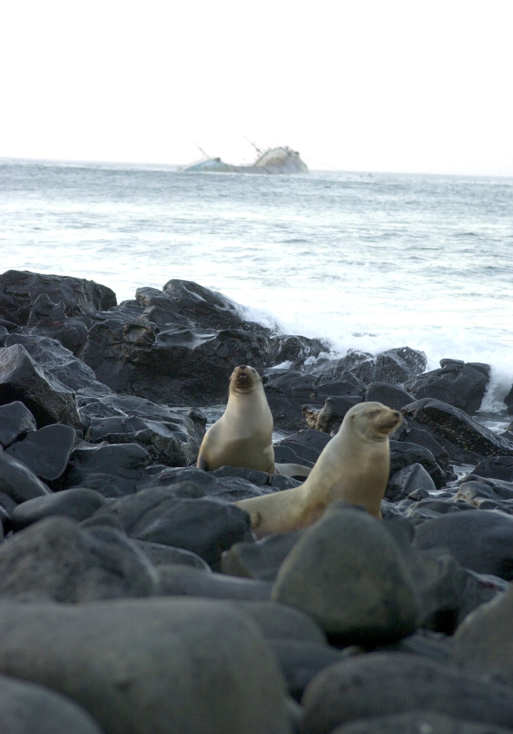 DVIDS Images GALAPAGOS ISLAND OIL SPILL