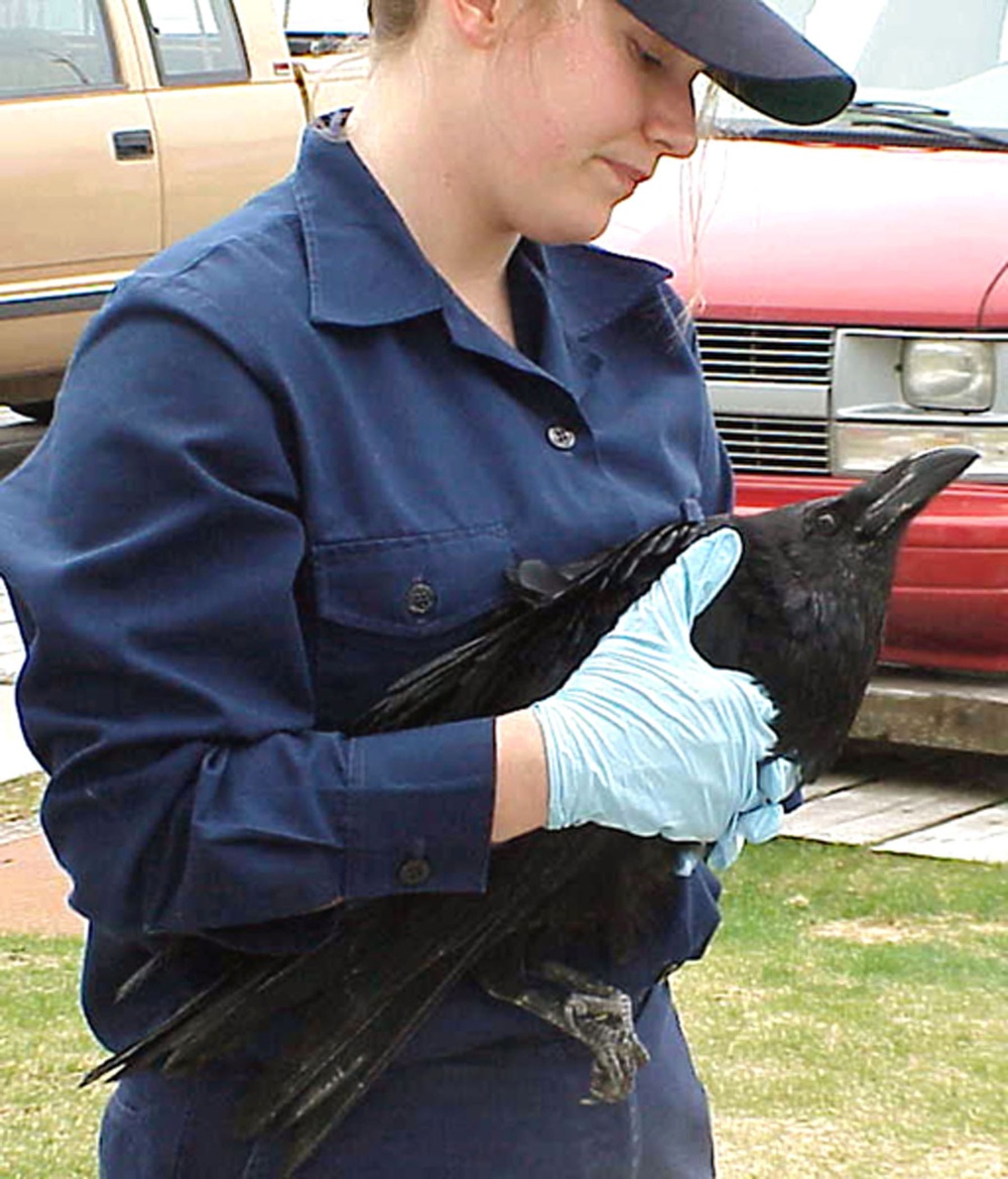 INJURED RAVEN RESCUED