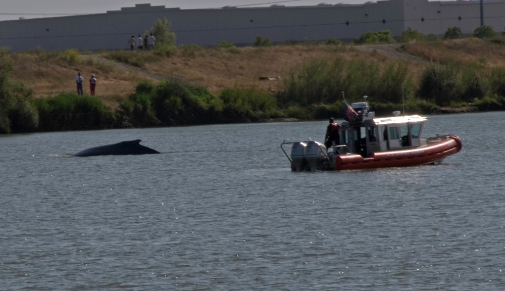 HUMPBACK RESCUE