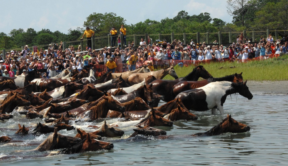 DVIDS Images CHINCOTEAGUE PONY SWIM