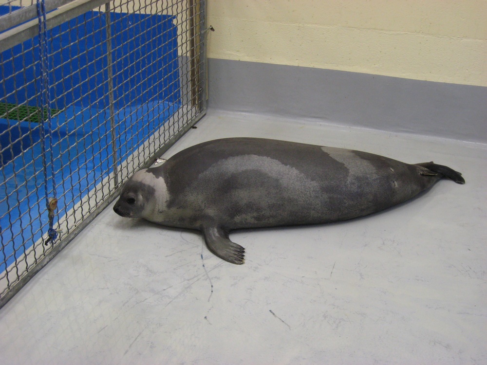 Ribbon seal rescue