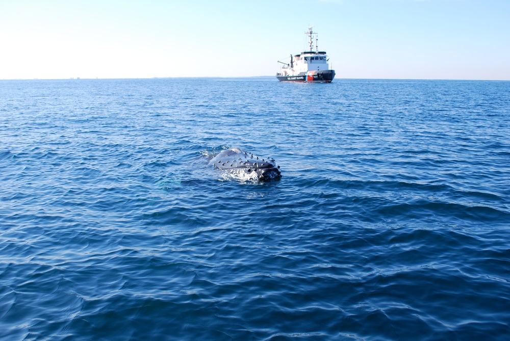 Entangled humpback whale