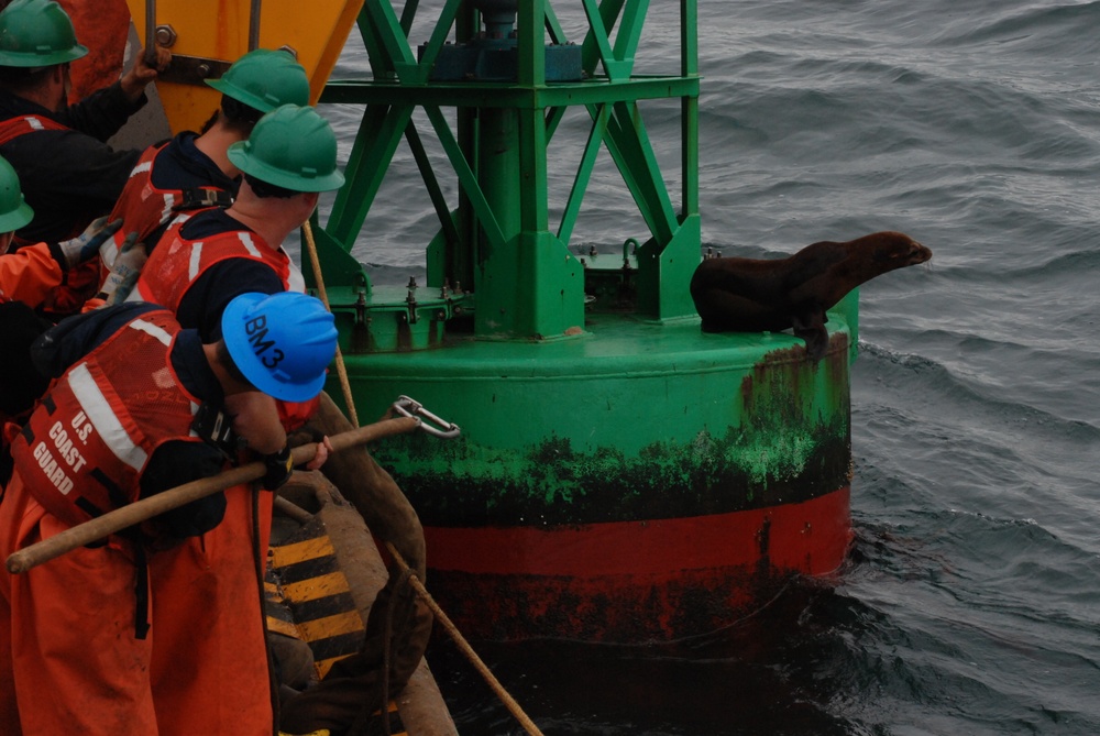 Seal on a buoy