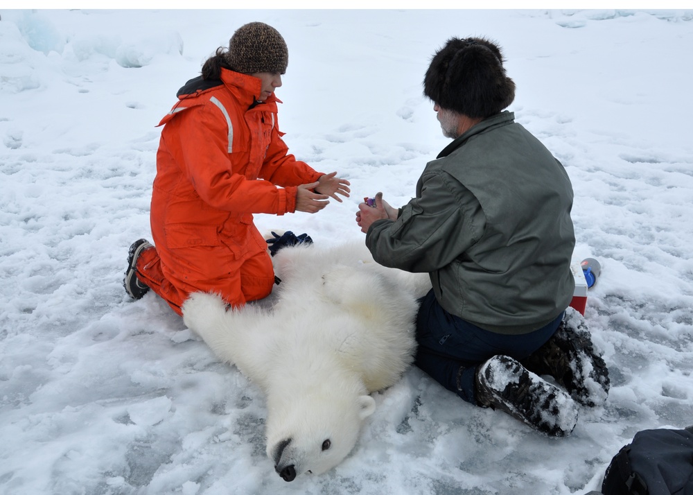 Polar Bear research