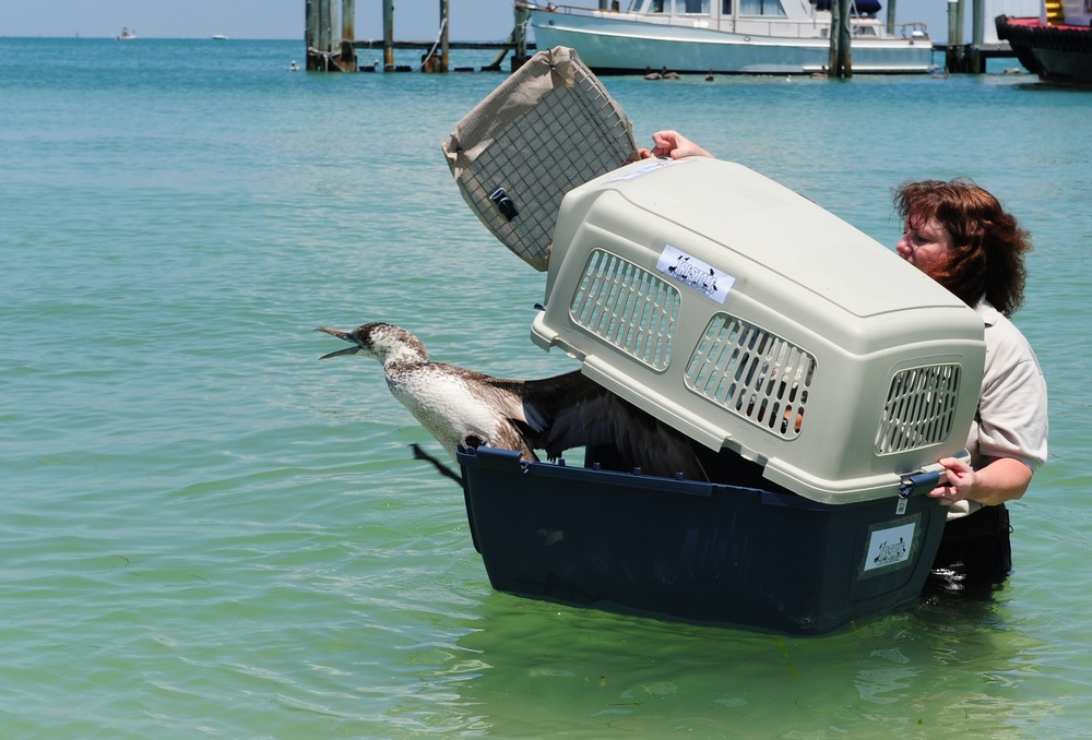 Bird Release