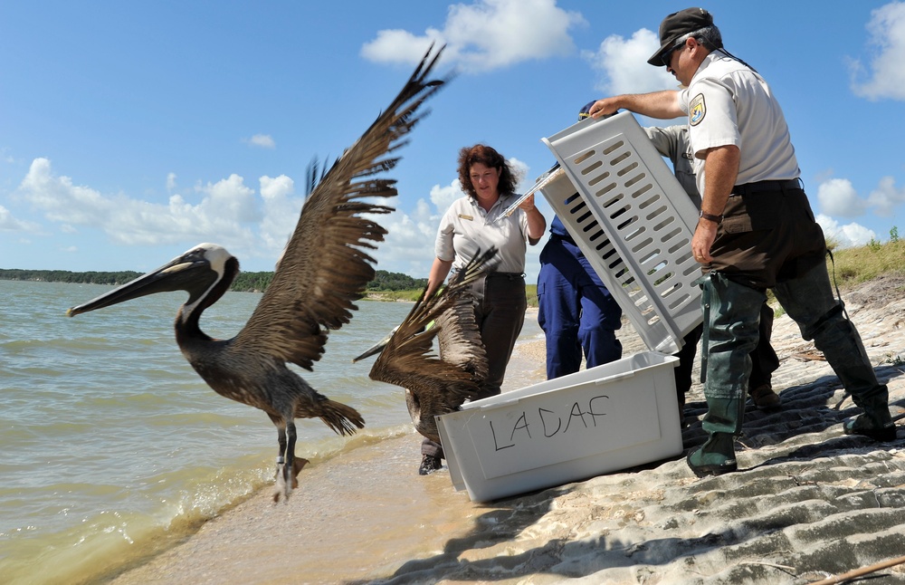Aransas, Texas Pelican release