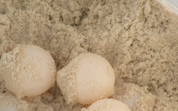Sea turtle eggs