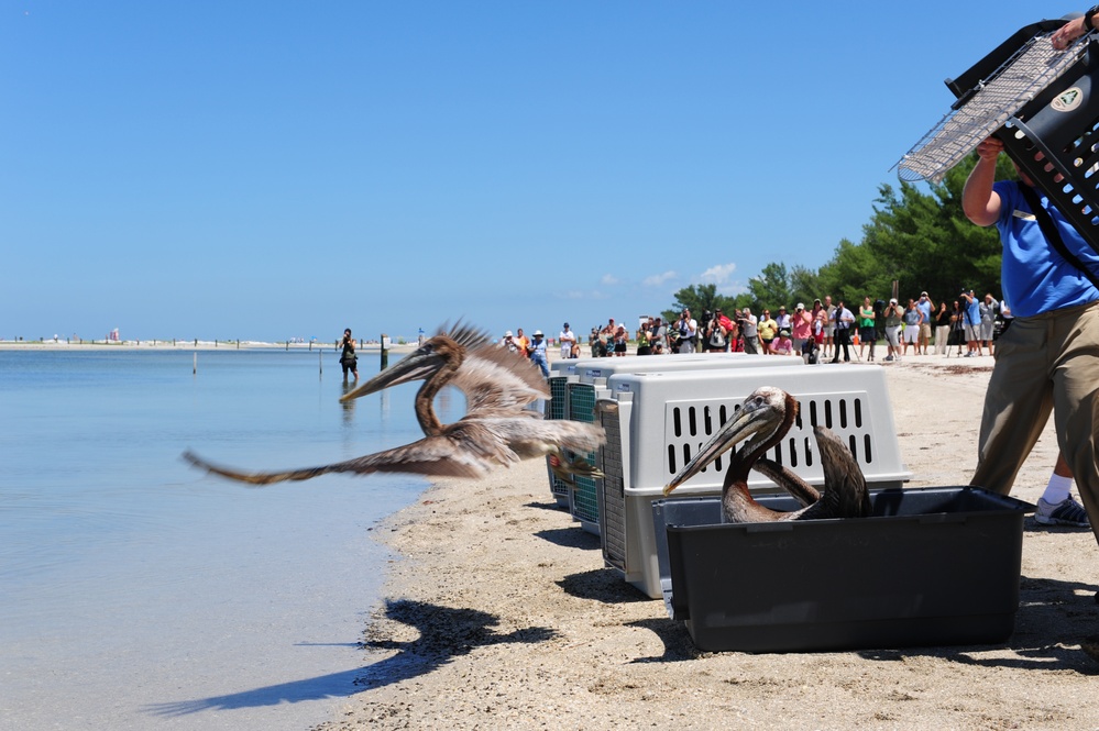 Pelican release