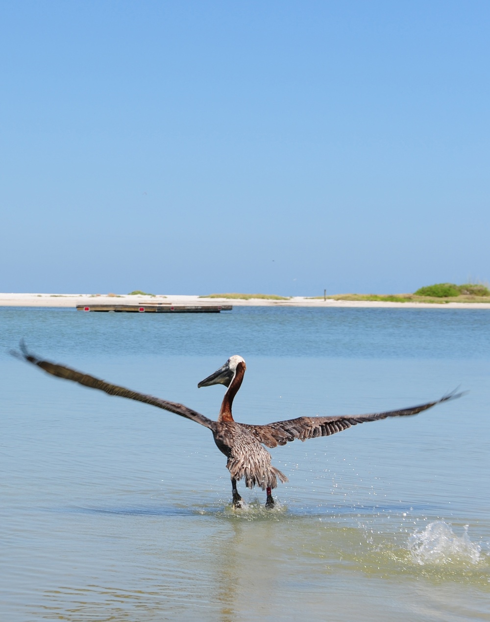 Pelican release