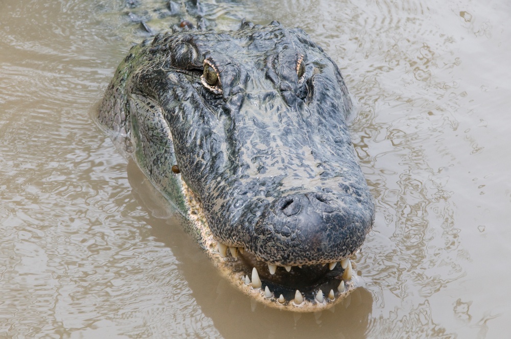 alligator
