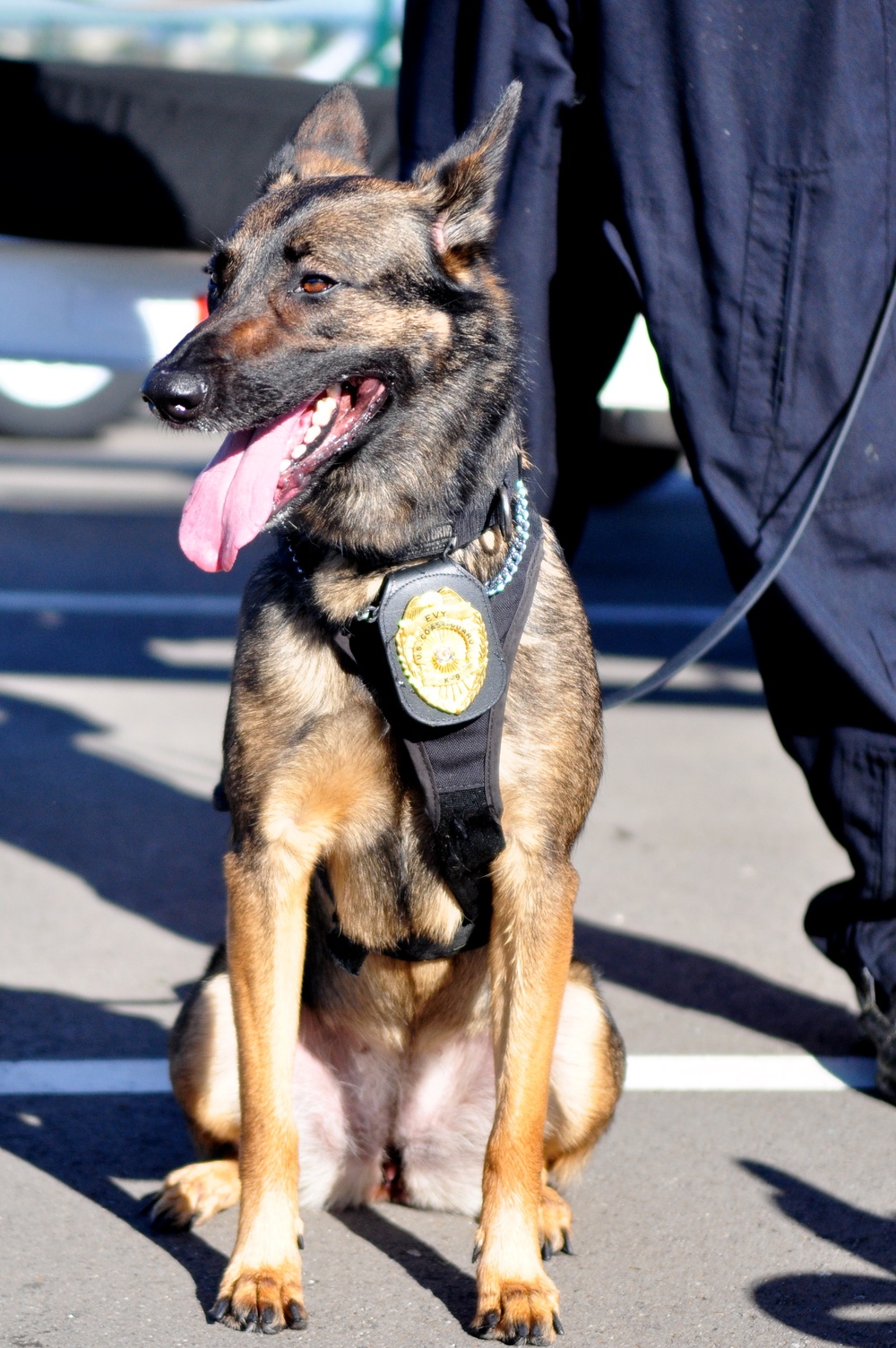 MSST K-9 dog evy