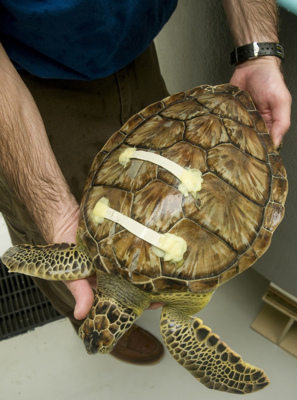 NOAA/Sta Galveston turtle rescue