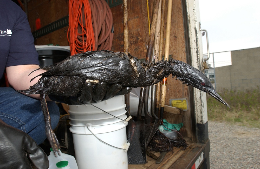 BUZZARDS BAY OIL SPILL