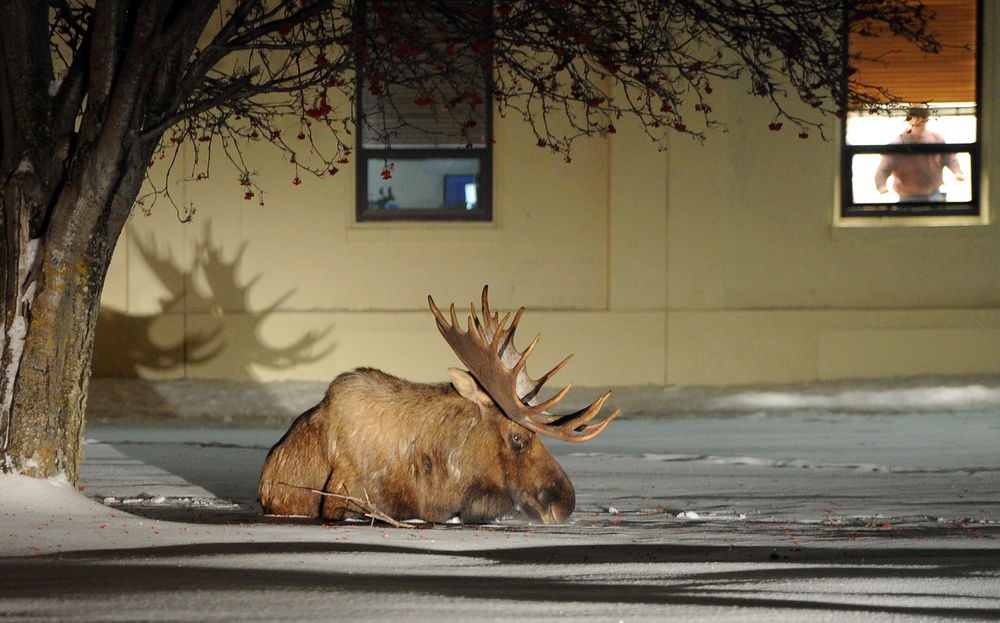 Moose on JBER
