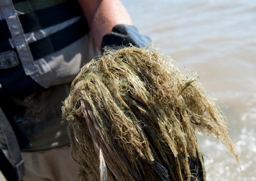 Airboat operations in Bayou La Batre, Ala.