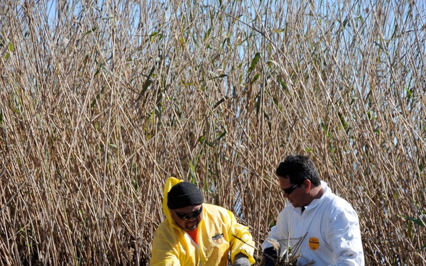 Marsh clean up
