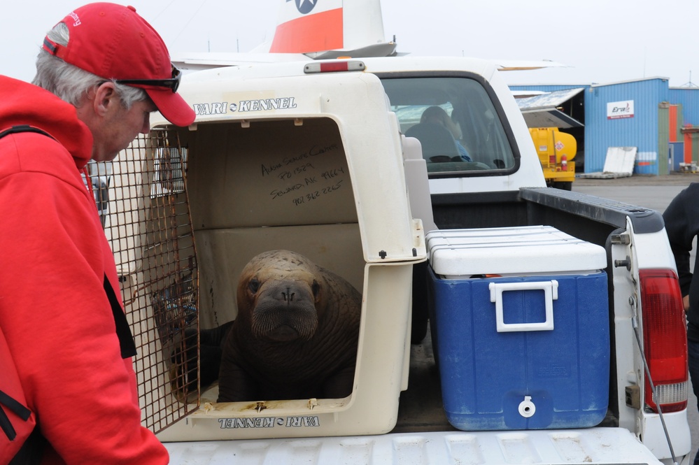 Coast Guard transport of walrus calves - Coast Guard week in photos