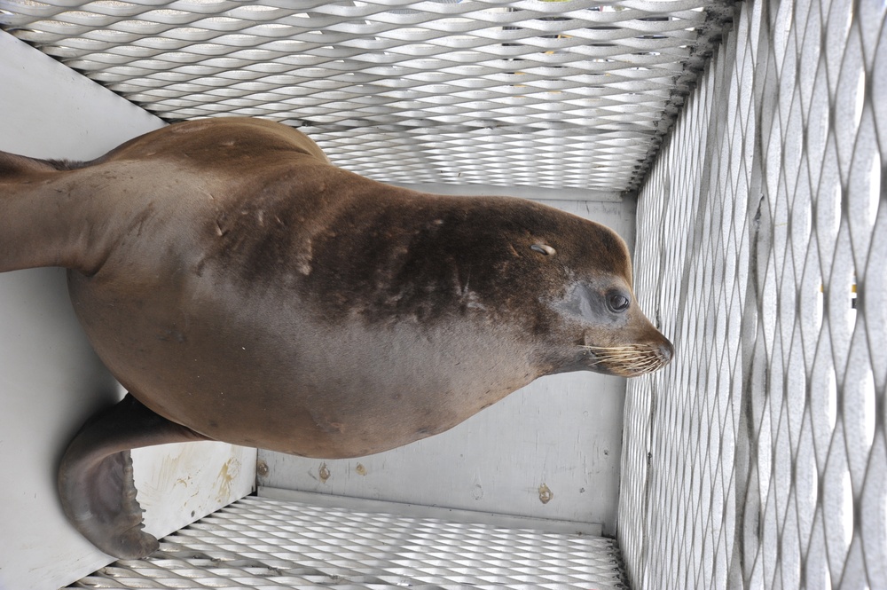 Sea lion release
