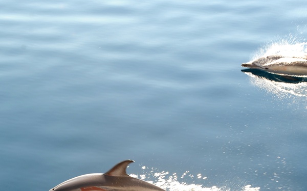 Barque Eagle racing stripe on dolphin