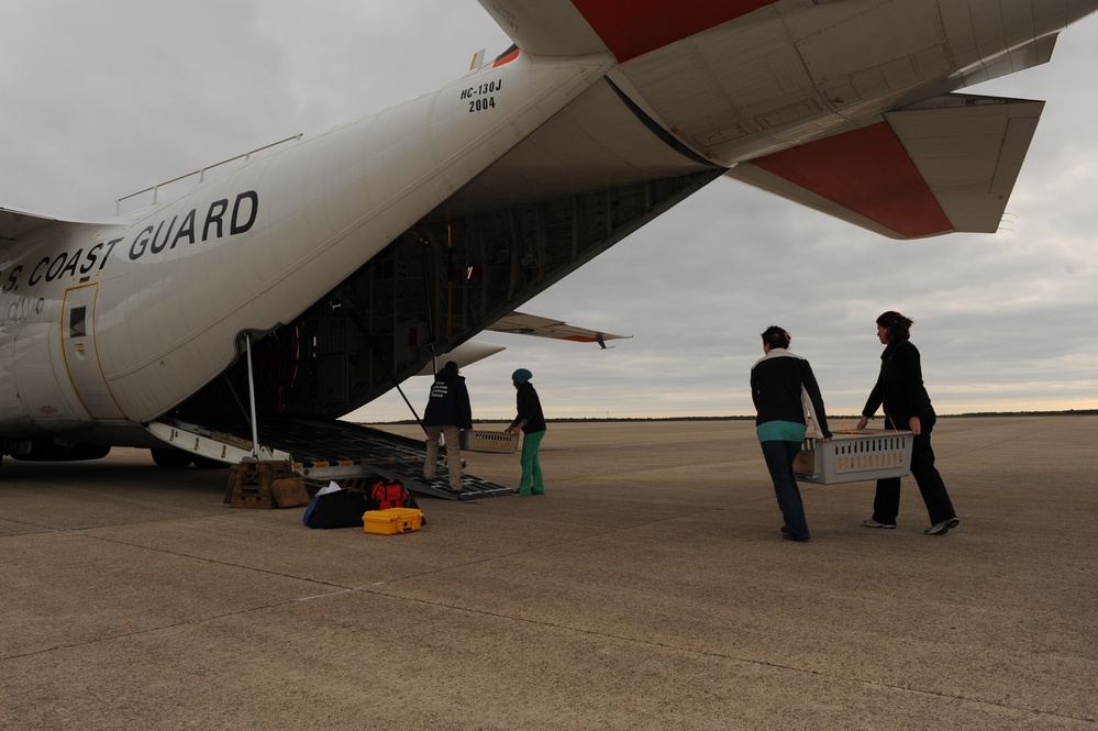 Endangered sea turtles "fly" south to the Sunshine State
