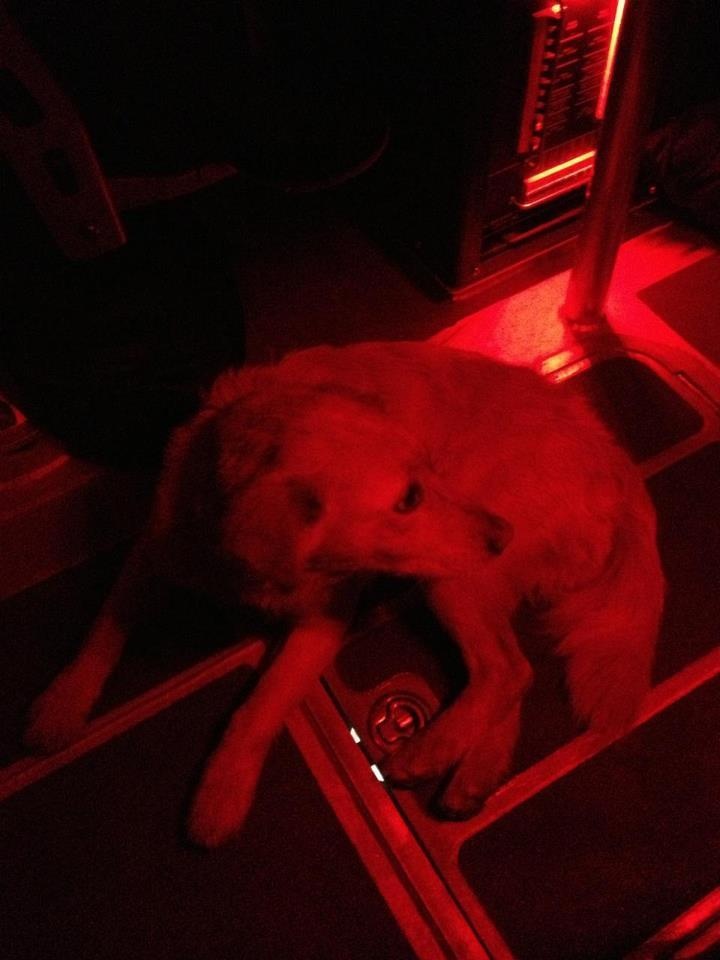 SCC rescues man and dog