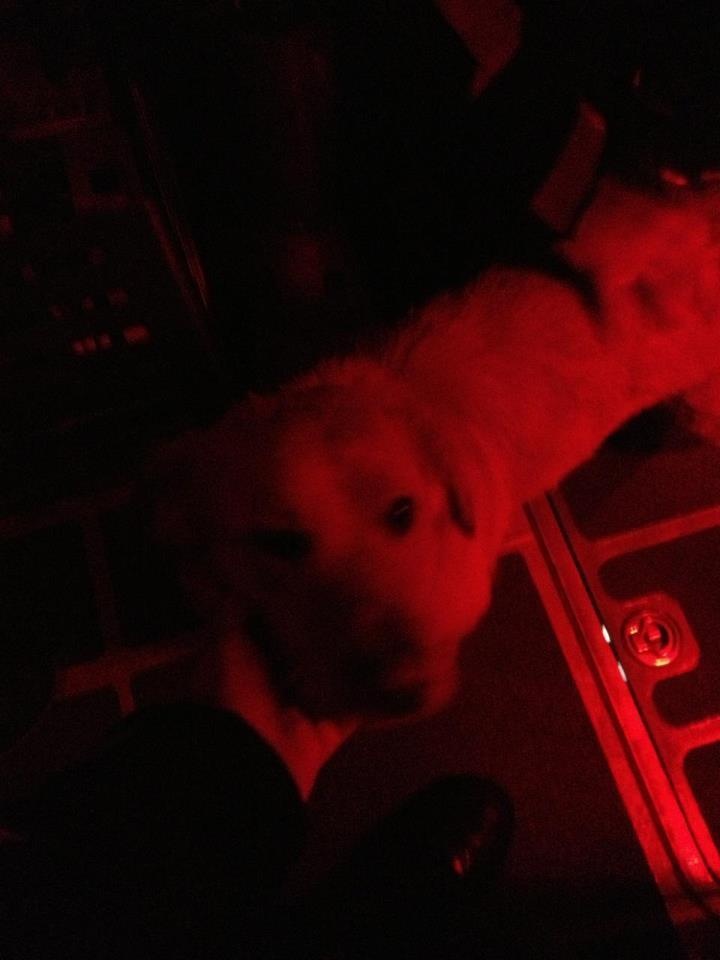 SCC rescues man and dog