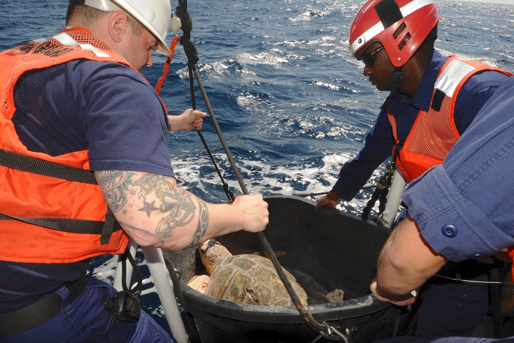 Turtles