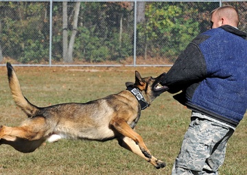 Man’s best friend, airman’s best wingman