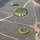 Air Delivery Platoon parachutes from CH-46s