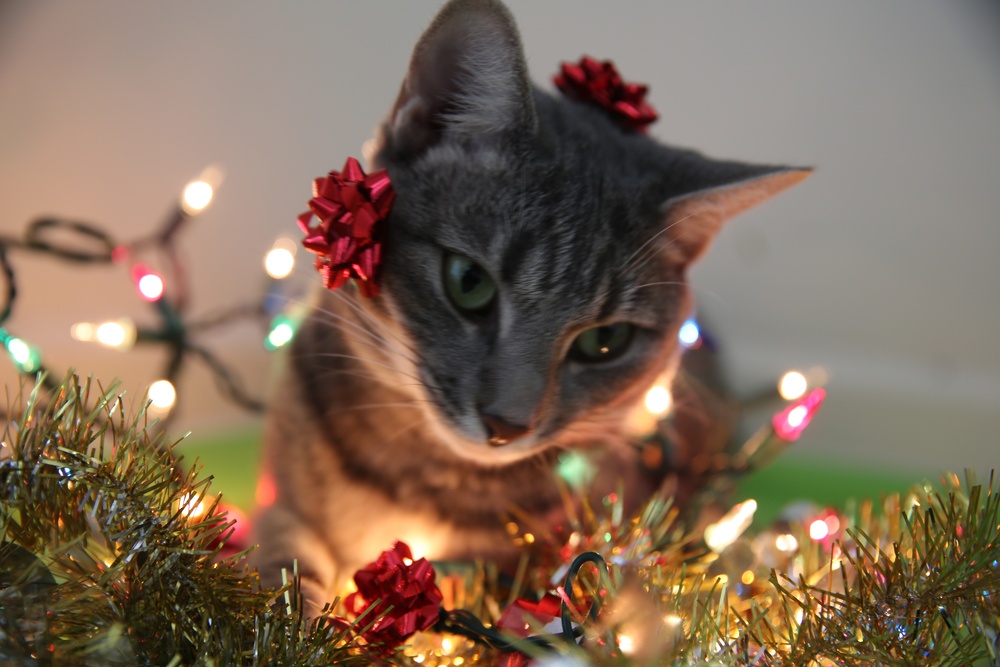 Keep pets safe during holiday season