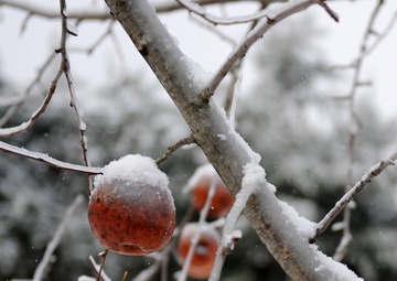 The frozen apple drops