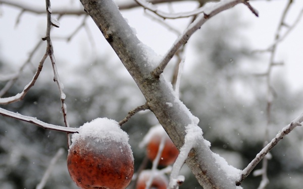 The frozen apple drops