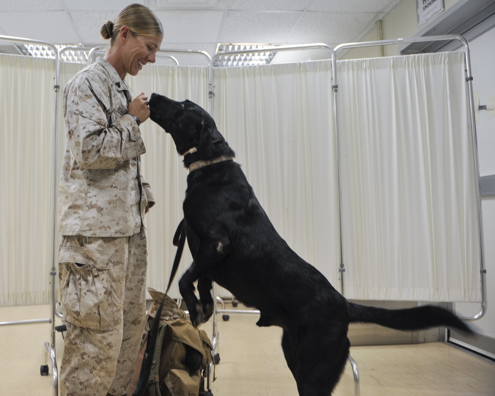 K9 patient