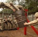 Photo Gallery: Parris Island recruits complete 54-hour challenge for title Marine