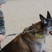 MWD's and their handlers