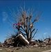 Tornado damage