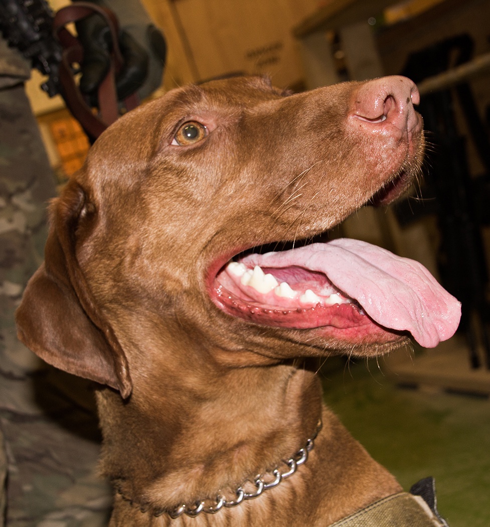 Combat Stress Dog Maj. Eden Visits the Soldiers of the 365th Engineer Battalion