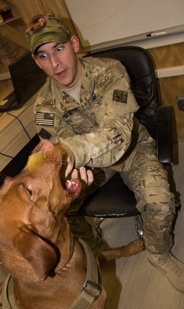 Combat Stress Dog Maj. Eden visits the soldiers of the 365th Engineer Battalion