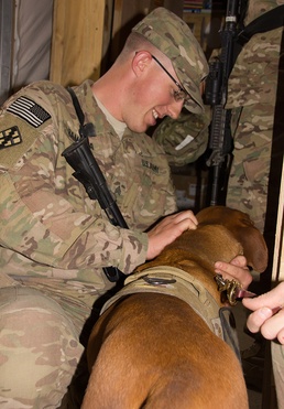 Combat Stress Dog Maj. Eden visits the soldiers of the 365th Engineer Battalion