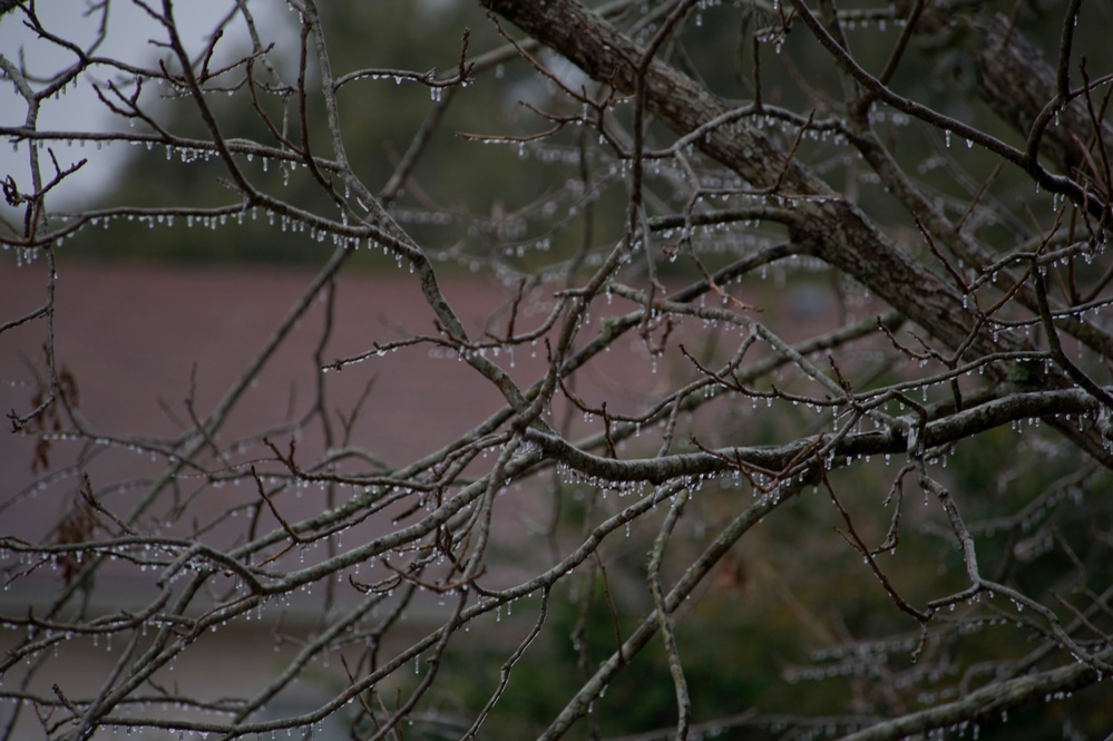 Florida freeze