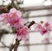 Nago celebrates 52nd annual Cherry Blossom Festival